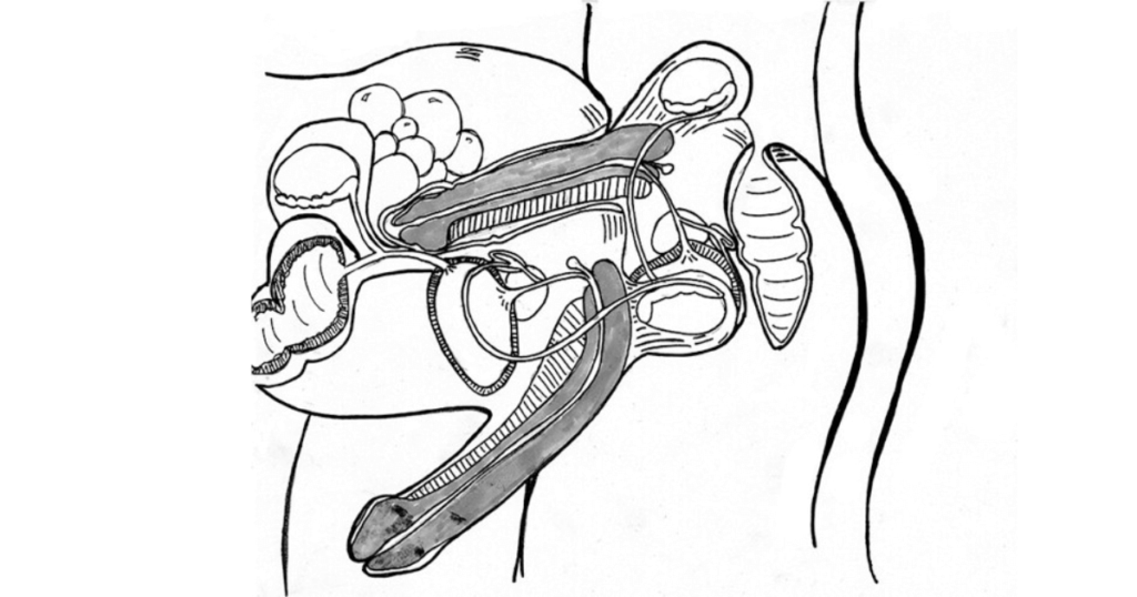 Analsex Friendly Illustration